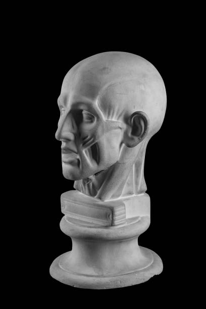 istock anatomical plaster head of a man 870576026