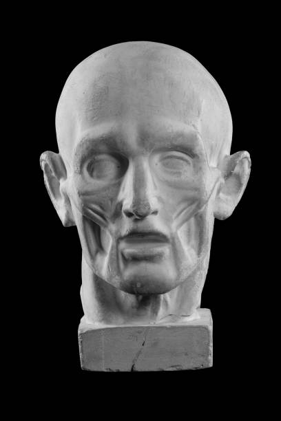 istock anatomical plaster head of a man 870576082