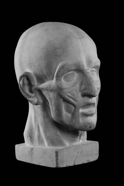 istock anatomical plaster head of a man 870576148