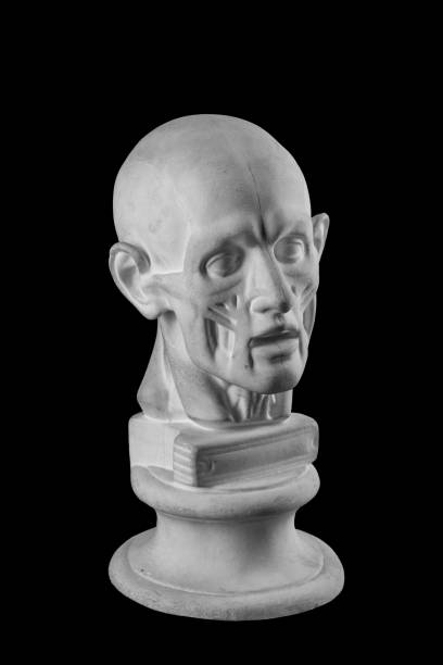 istock anatomical plaster head of a man 870578420