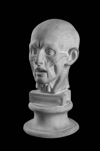 istock anatomical plaster head of a man 870578534