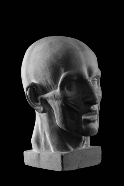 istock anatomical plaster head of a man 870578558
