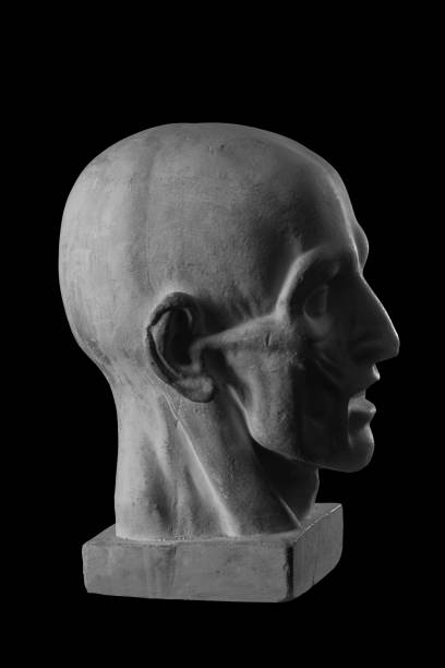 istock anatomical plaster head of a man 870578594