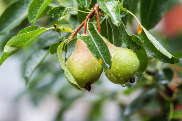 istock Branch with many ripe pears  after rain 870579218