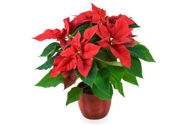 istock Red Christmas Poinsettia 870585120