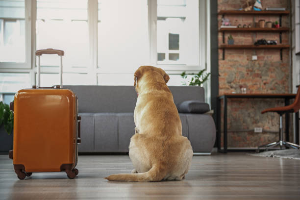 istock Pet locating near baggage in partment 870585172