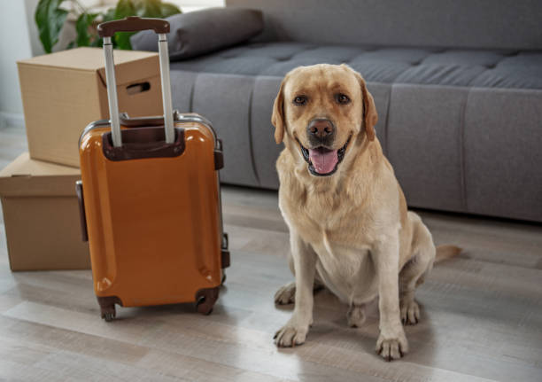 istock Happy young labrador situating near big luggage 870585356