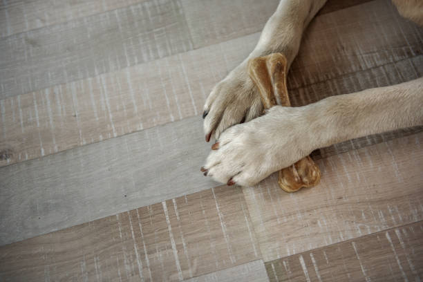 istock Dog keeping treat on floor 870585506