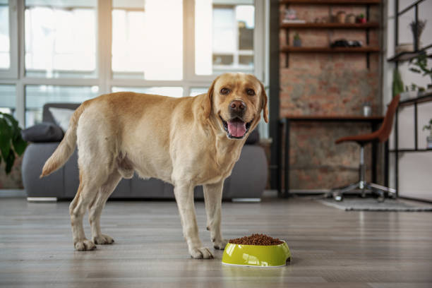 Cheerful labrador eating food from bowl
