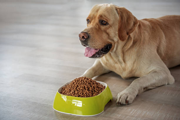 istock Happy dog tasting delicious meal 870588576