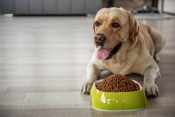 istock Glad labrador eating food on floor 870588626