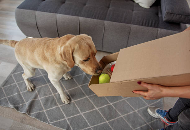 Surprising lablador watching at carton box