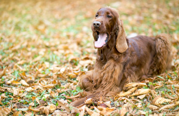 istock Funny dog in Autumn 870588820