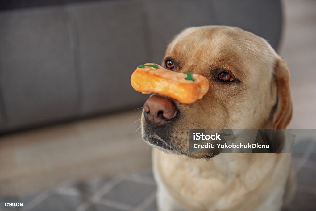 Why Do Dogs Push Their Food With Their Nose Why Do Dogs Try To Cover Their Food With Their Nose