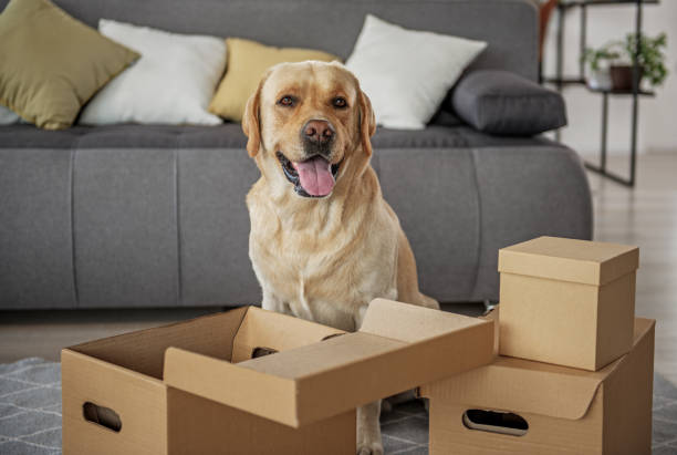 Glad animal companion locating near open packages Portrait of cheerful young dog situating near carton boxes in apartment. Moving concept estate worker stock pictures, royalty-free photos & images