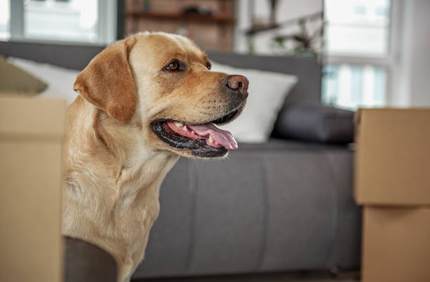 istock Funny labrador locating near carton boxes 870589210