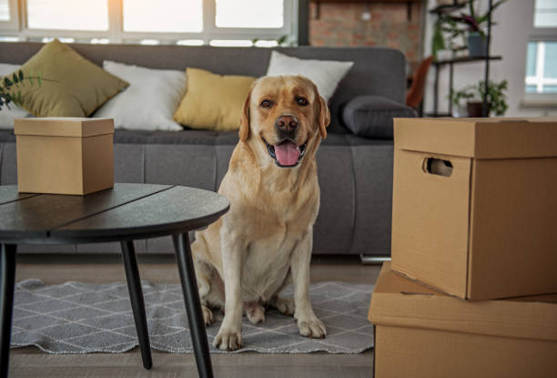 istock Nice dog locating in wide apartment 870589276