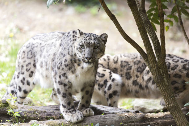 istock The snow leopard or ounce (Panthera uncia) 870591714