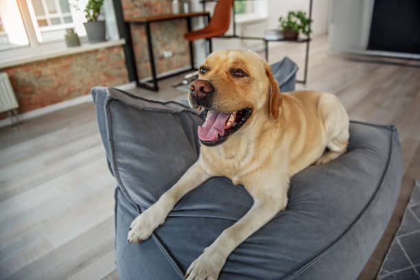 istock Cute animal leaning on cozy couch 870592046