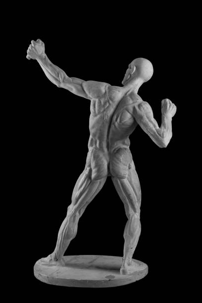 estatua de yeso de una figura humana anatomía desnuda con los músculos en una pose de un arquero de tiro - statue david sculpture roman fotografías e imágenes de stock