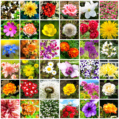 Collage of 36 flowers photos separated by white frames