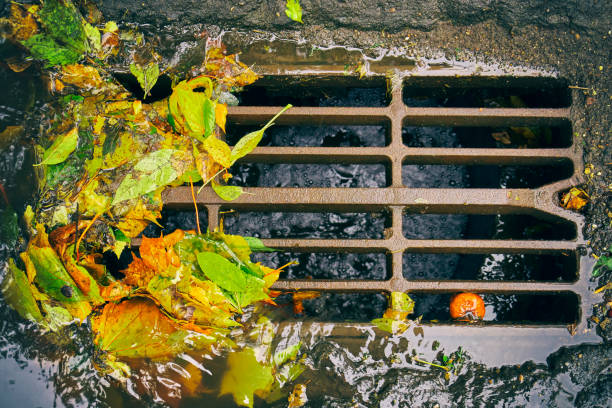 Sewer grate with fallen leaves after autumn rain stock photo