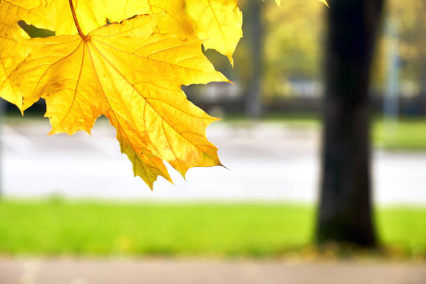 istock Autumn moscow landscape 870592692