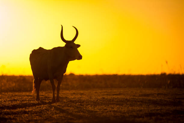 This picture of angus calves in the sunset was taken near Champion, NE.
