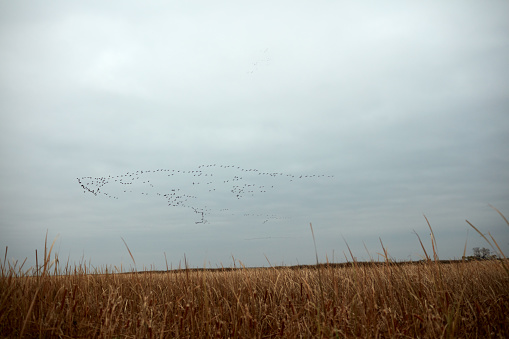 Large flock of migrating birds flying in formation over autumn farmland on a dismal grey cloudy day