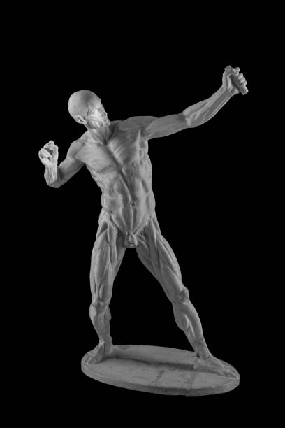 estatua de yeso de una figura humana anatomía desnuda con los músculos en una pose de un arquero de tiro - statue david sculpture roman fotografías e imágenes de stock