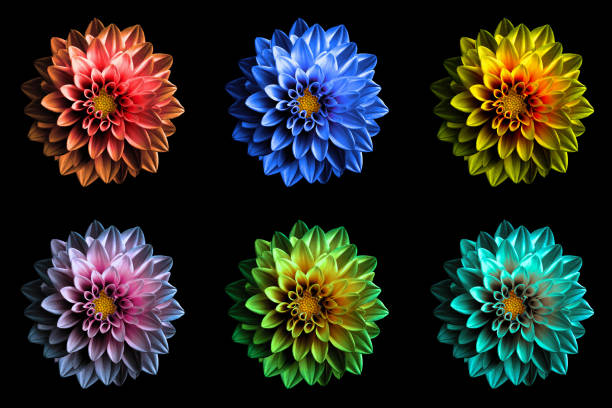 istock Pack of colored surreal dahila flowers macro isolated on black 870595624