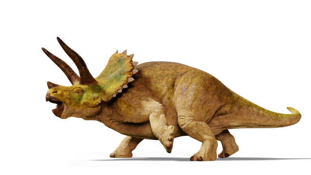 istock Triceratops horridus dinosaur (3d illustration isolated with shadow on white background) 870595868