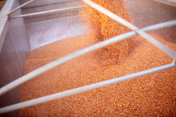 istock Filling a trailer or truck with maize kernels 870596066