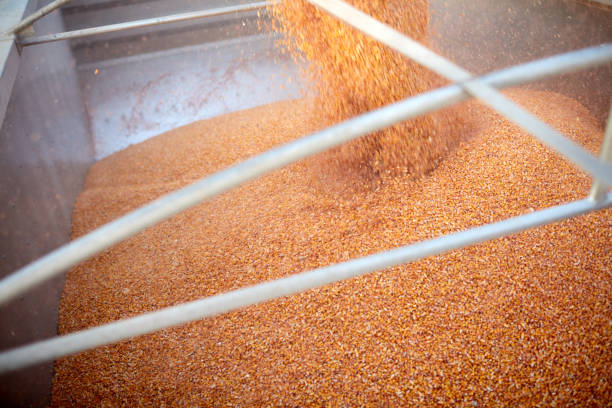 istock Maize kernels pouring into a trailer or truck 870596370