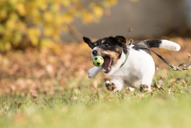 istock Dog catches flying ball - Jack Russell Terrier 870599042