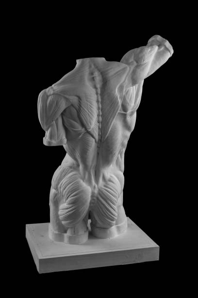 estatua de yeso de una forma anatómica del torso de hombre desnudo con los músculos - statue david sculpture roman fotografías e imágenes de stock