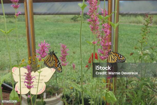 Monarch Butterfly Stock Photo - Download Image Now - Arboretum, Flagpole, Arizona
