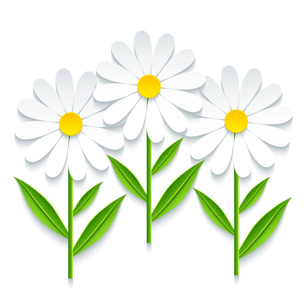 ilustraciones, imágenes clip art, dibujos animados e iconos de stock de tres manzanilla 3d aislado sobre fondo blanco - chamomile plant chamomile bouquet wildflower