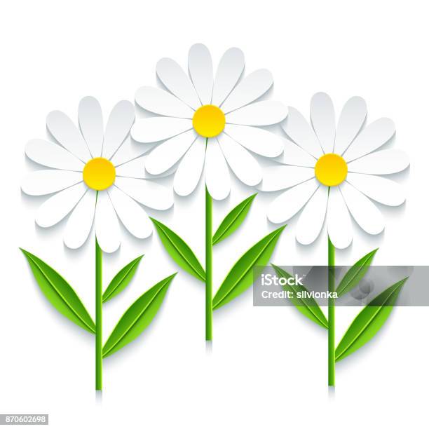 Three 3d Chamomile Isolated On White Background Stock Illustration - Download Image Now - Daisy, Marguerite - Daisy, Origami