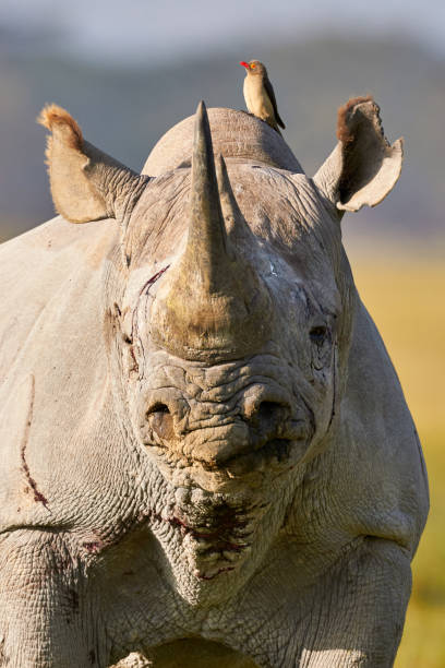 istock Beautiful black rhino portrait 870605082