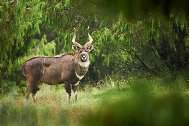 istock Male mountayn nyala 870605344