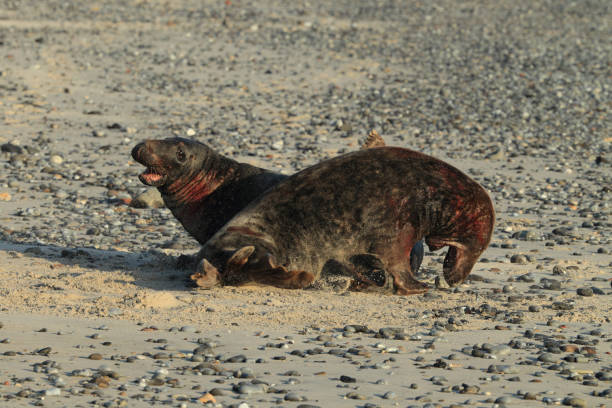 istock Gray Seal (Halichoerus grypus)  Helgoland Germany 870608942