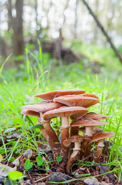 istock Galerina mushrooms side view 870612186