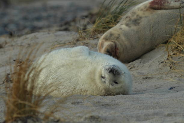 istock Gray Seal (Halichoerus grypus) Pup Helgoland Germany 870612390