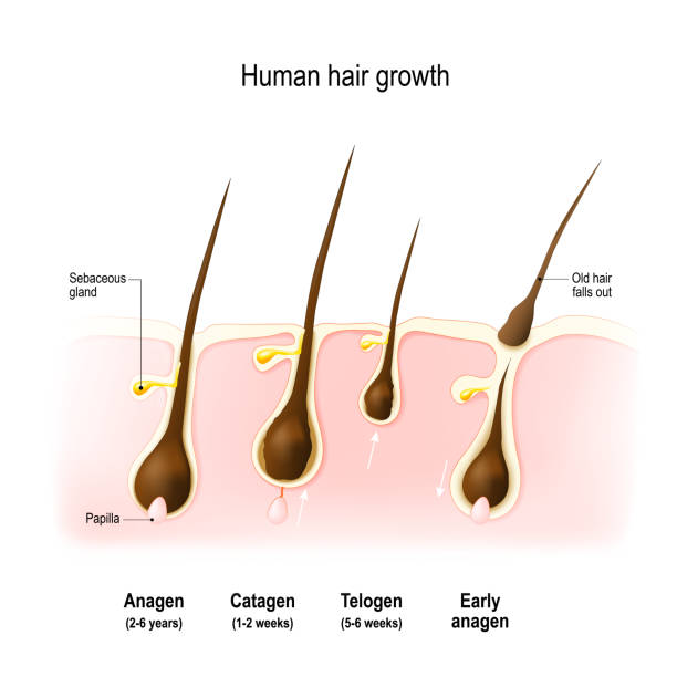 Hair growth cycle Hair growth. anagen is the growth phase; catagen is the regressing phase; and telogen, the resting phase. Vector diagram papilla stock illustrations