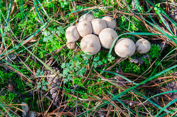 Small puffball mushrooms from top Small puffball mushrooms from top in moorland fungus network stock pictures, royalty-free photos & images