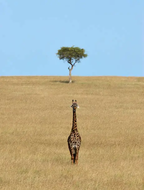 Giraffe and Acacia in the Savannah of Masai Mara