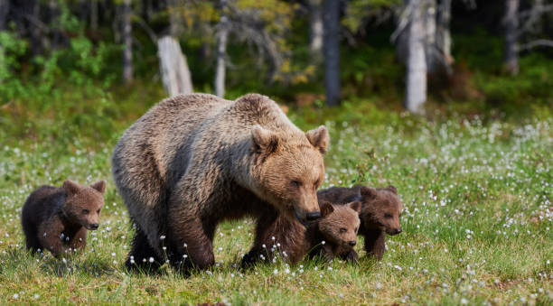 istock Female brown bear and her cubs 870616272