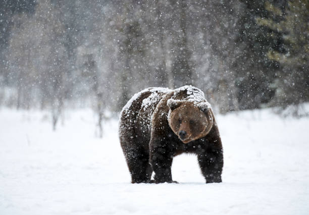 oso pardo en invierno - winter bear fotografías e imágenes de stock