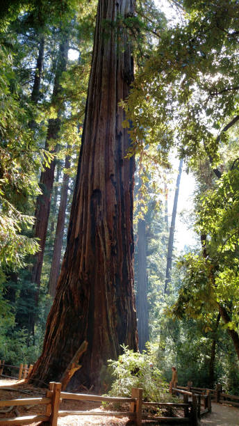 istock Filtered light shining through giant mother tree and forest in the Big Basin Redwoods State Park California 870619418